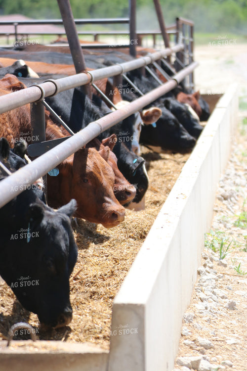 Cattle Eating Out of Trough 82077