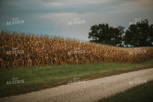 Dried Corn 6693