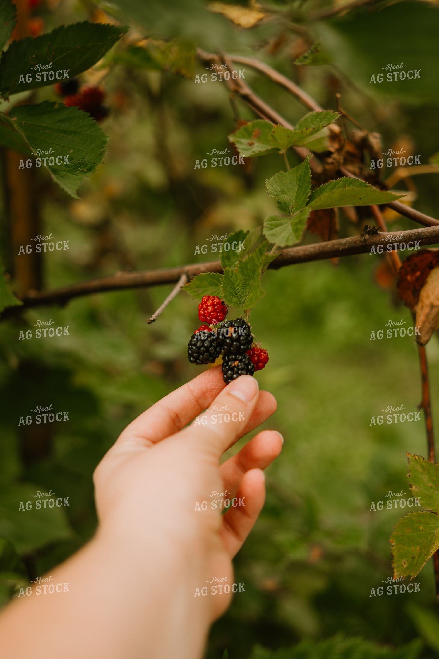 Picking Blackberries 125373