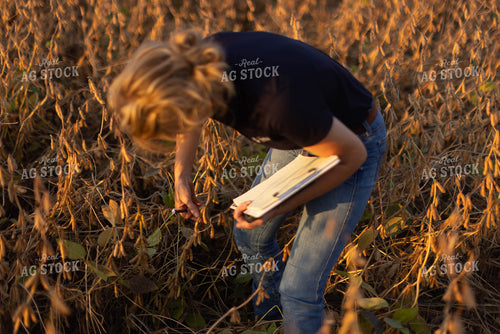 Female Agronomist Checking Beans 8309