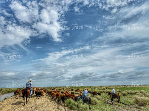 Ranchers Herding Cattle on Horseback 210022