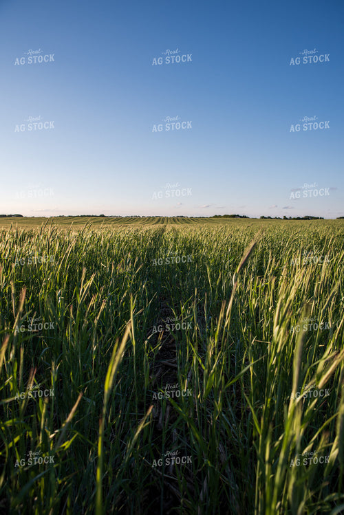 Cover Crop Field 76152