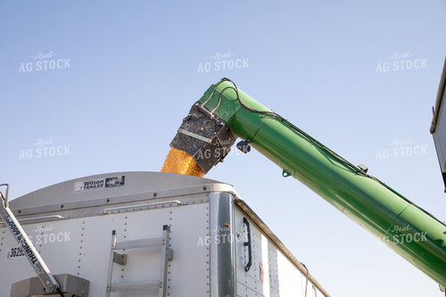 Corn Harvest 286008