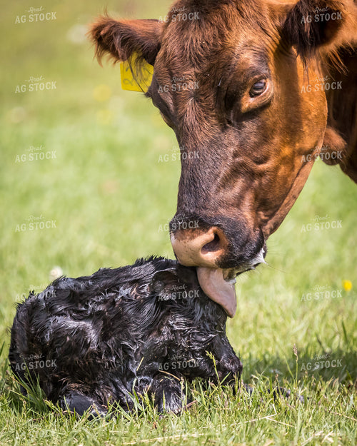 Cow Calf Pair 138153