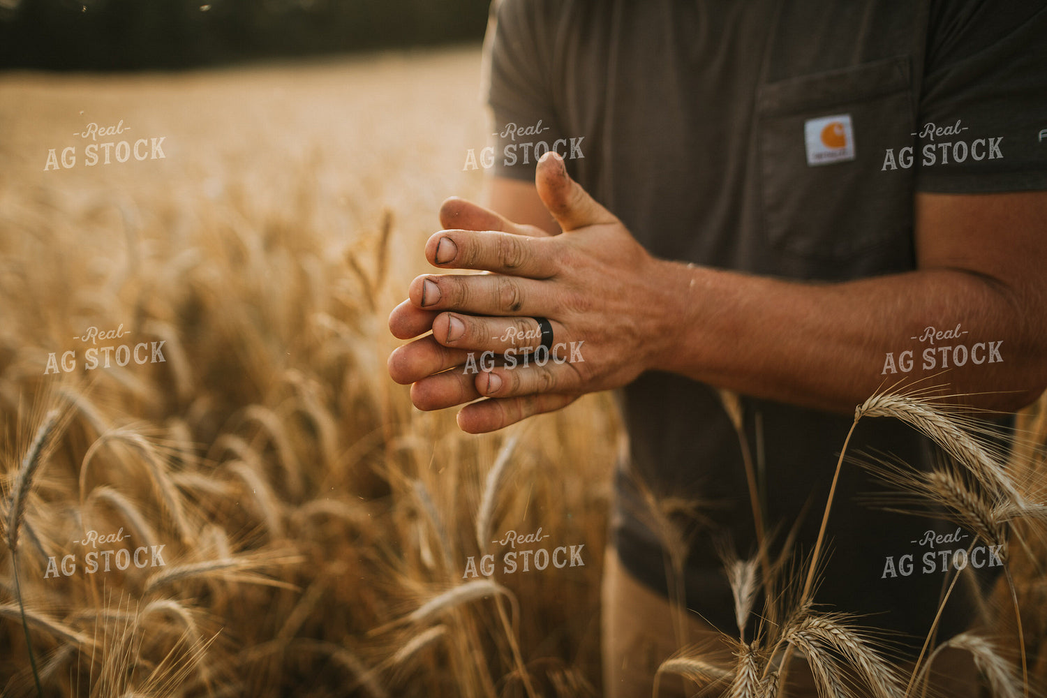Farmer in Rye Field 5985