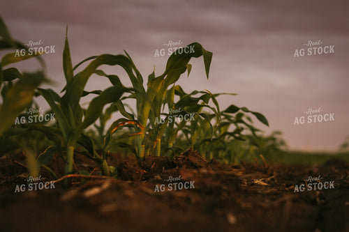 Early Stage Corn at Sunset 4331