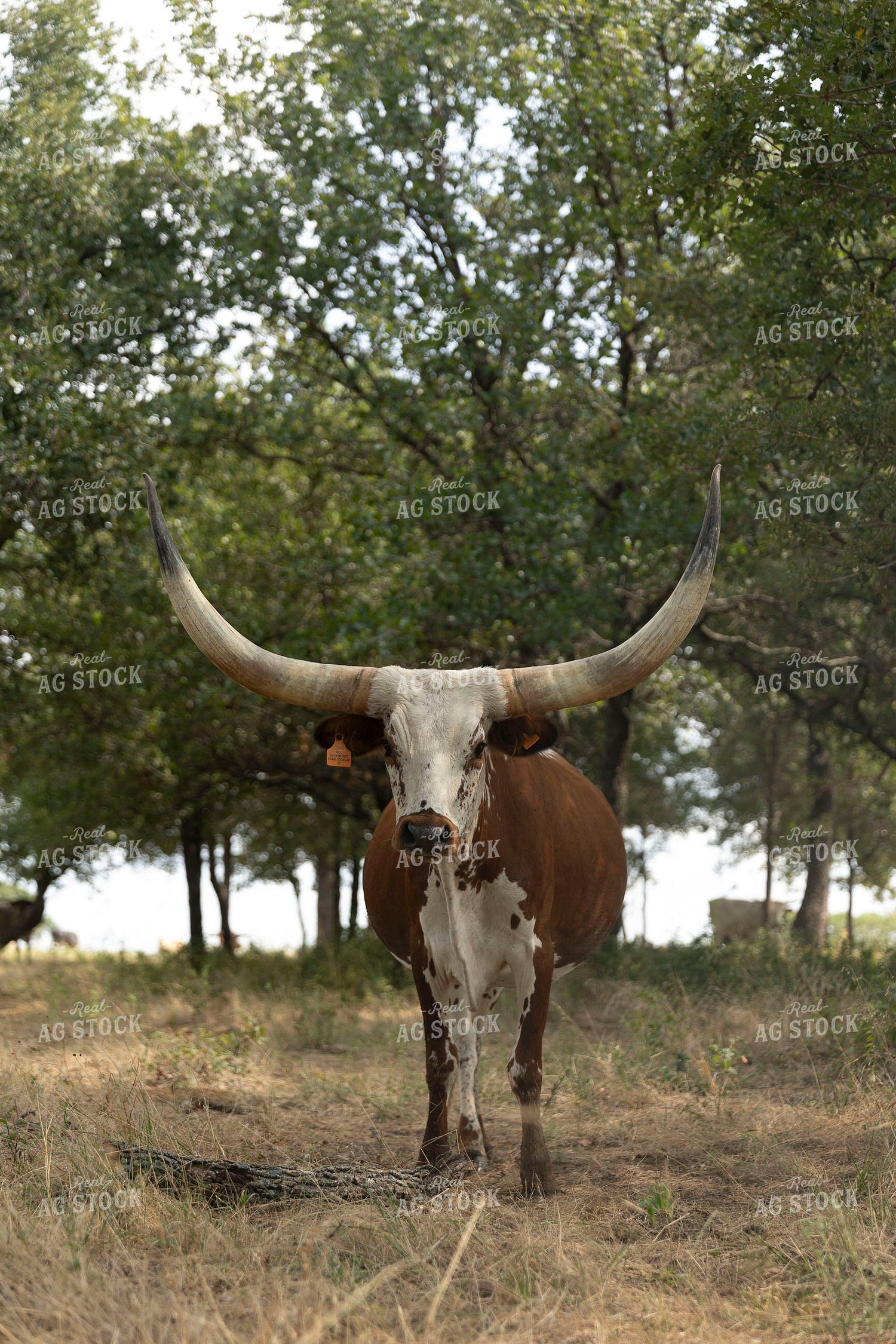 Longhorn Cattle on Pasture 205092