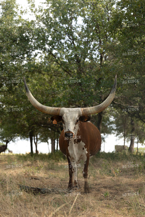 Longhorn Cattle on Pasture 205092