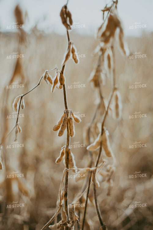 Dried Soybeans 111009