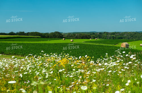 Summer Countryside 154034