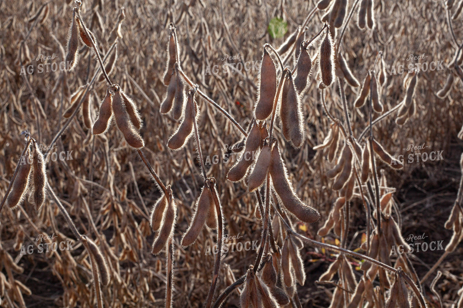 Dried Soybeans 132172
