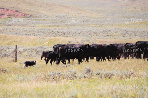 Cattle on Pasture 63082
