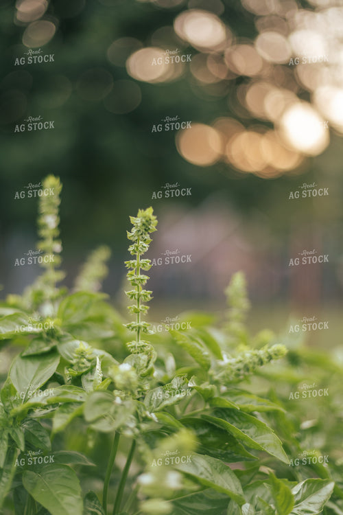 Garden 162029