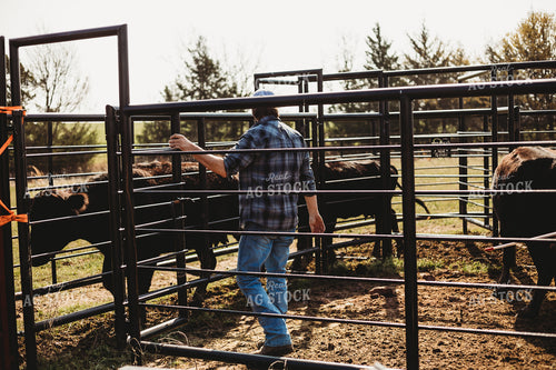 Rancher Working Cattle 203026