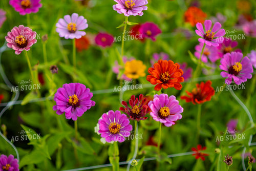 Zinnias 136236