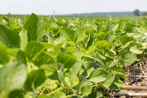 Soybean Field 79881
