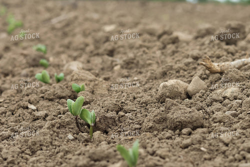Emerging Soybeans 109124