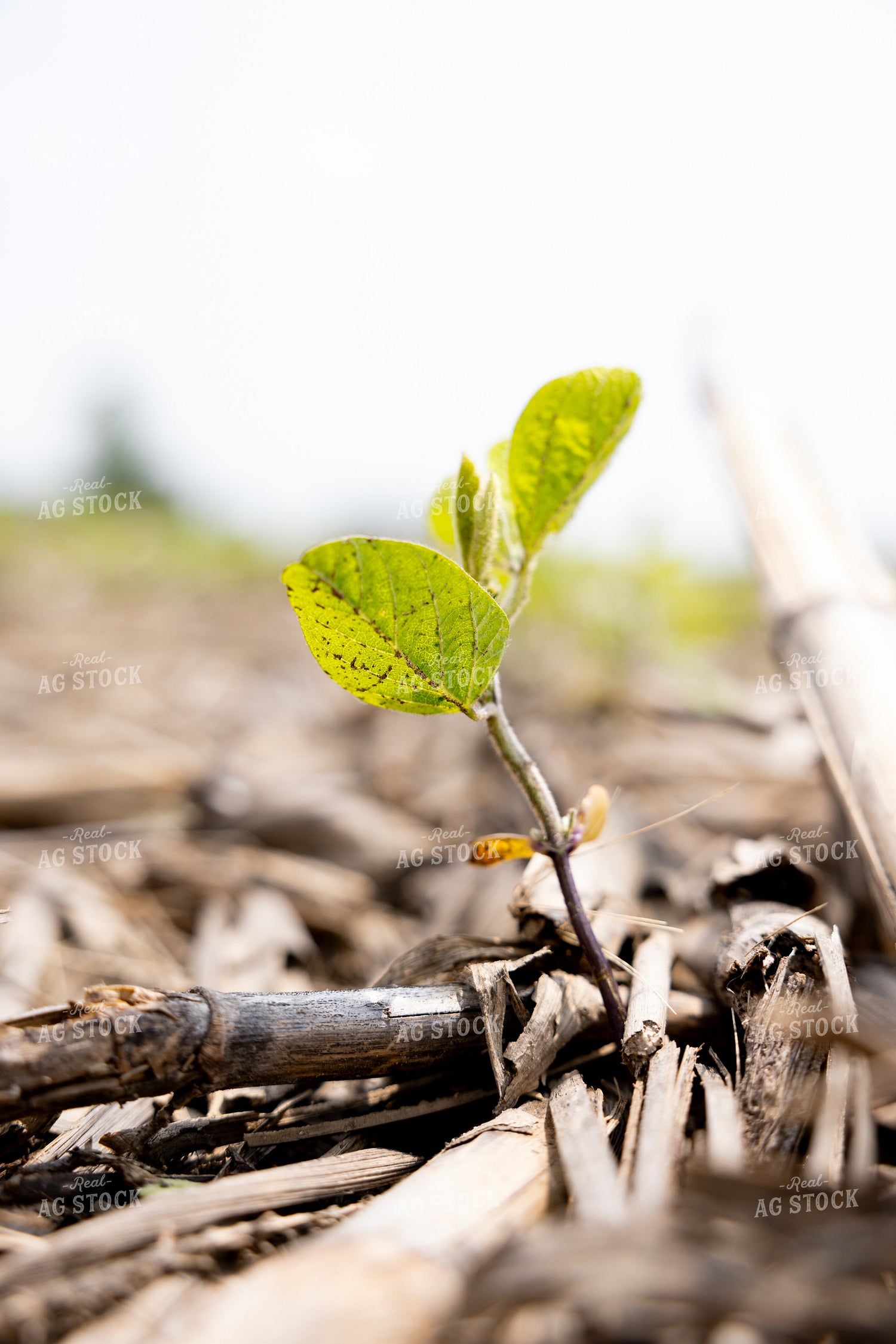 Early Growth Soybeans 178133
