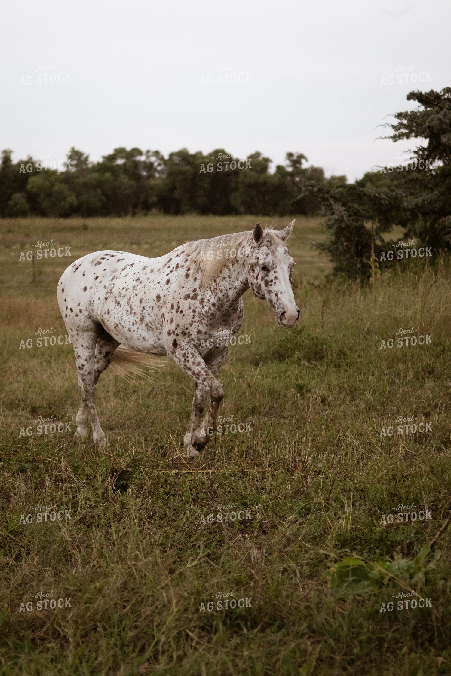 Horse 297001