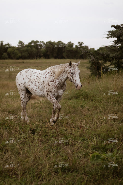 Horse 297001