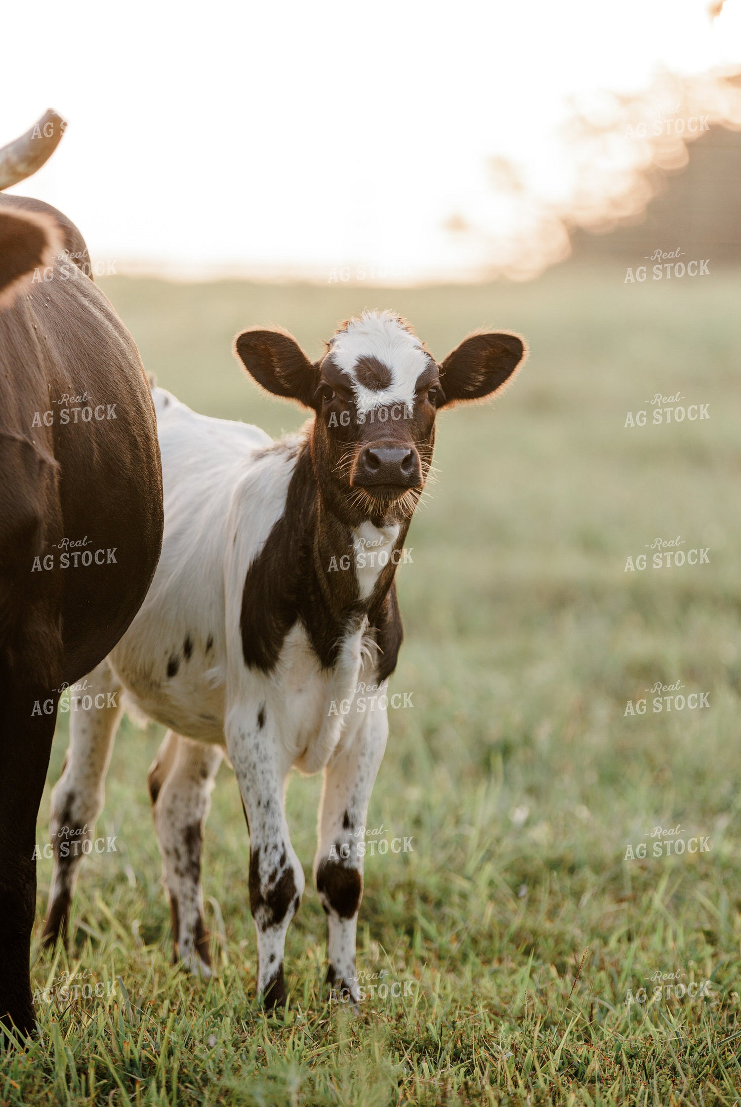 Corriente Cow Calf Pair 278003