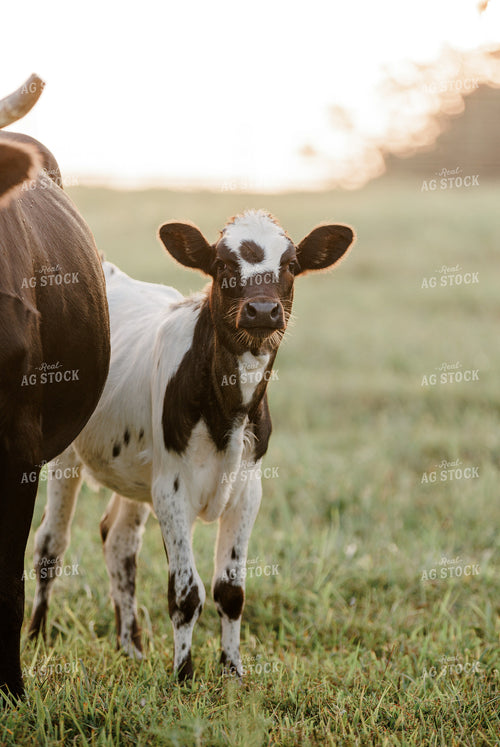 Corriente Cow Calf Pair 278003