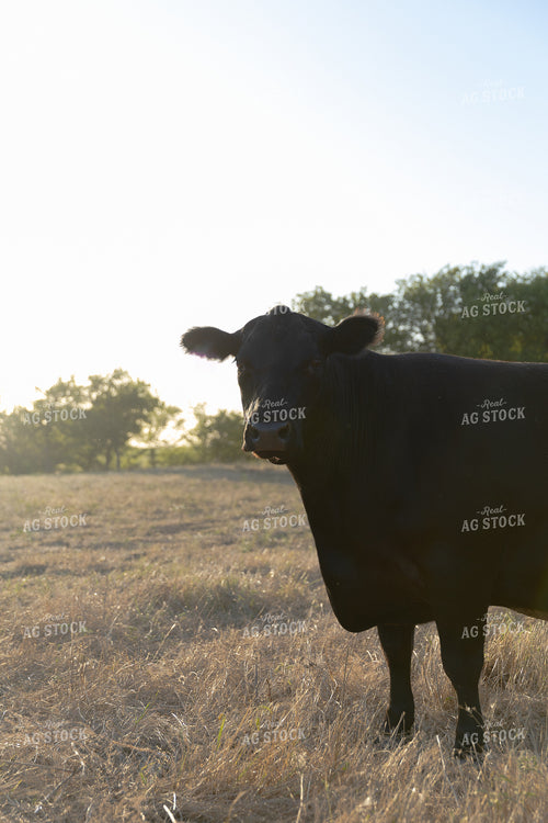 Cattle on Pasture 205002