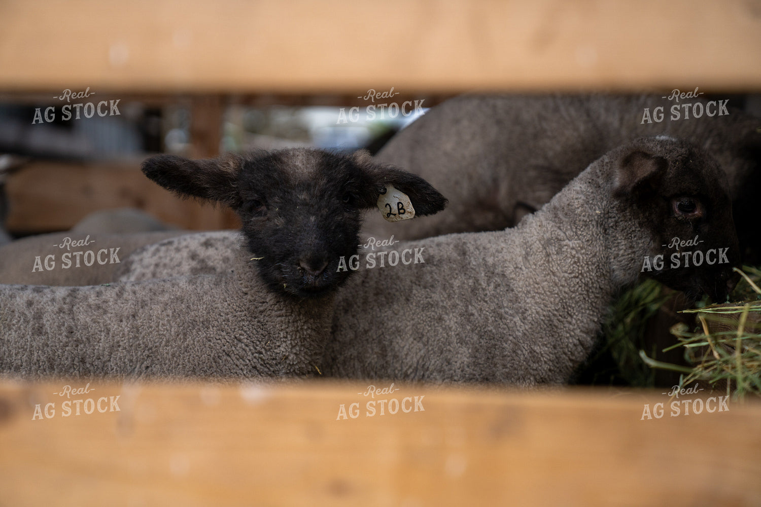 Young Lambs Resting Peacefully Inside a Wooden Pen at a Farm 65327