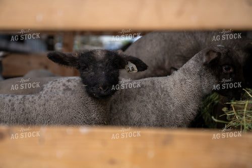 Young Lambs Resting Peacefully Inside a Wooden Pen at a Farm 65327