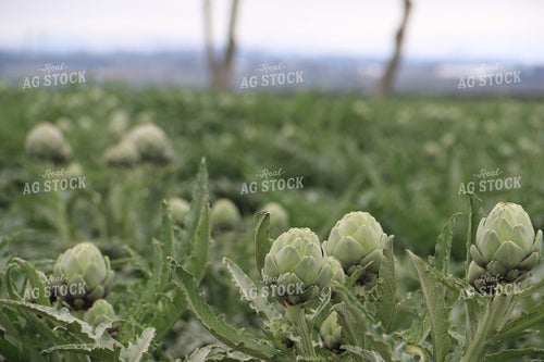 Artichokes 105085
