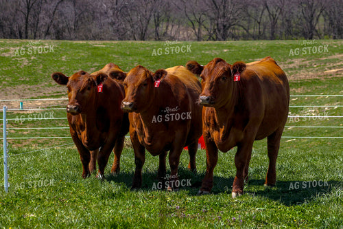 Angus on Pasture 217002