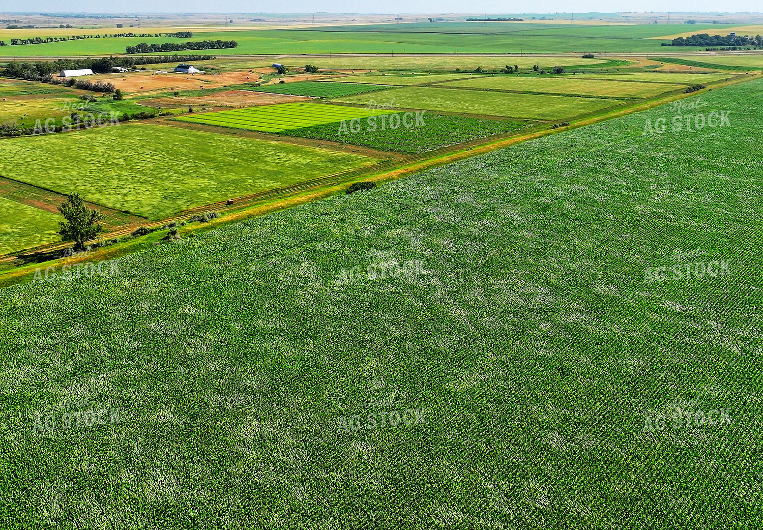 Aerial of Corn Field 141661