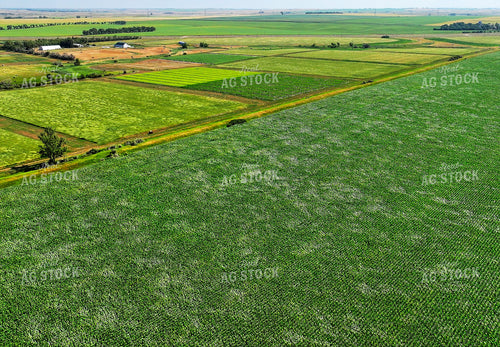 Aerial of Corn Field 141661