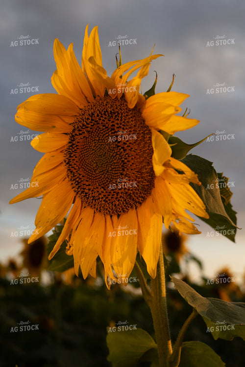 Sunflower 305021