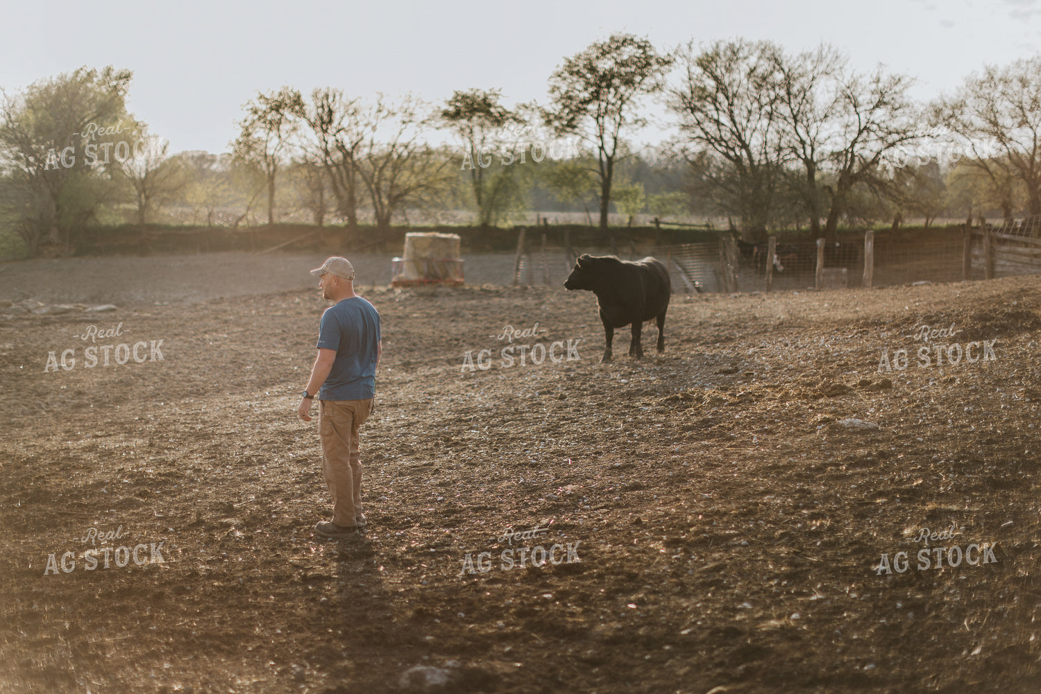 Farmer in Pasture with Cow 7393