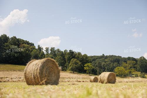 Round Bales in Hay Field 295010
