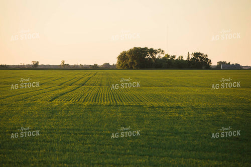 Green Wheat Field 5444