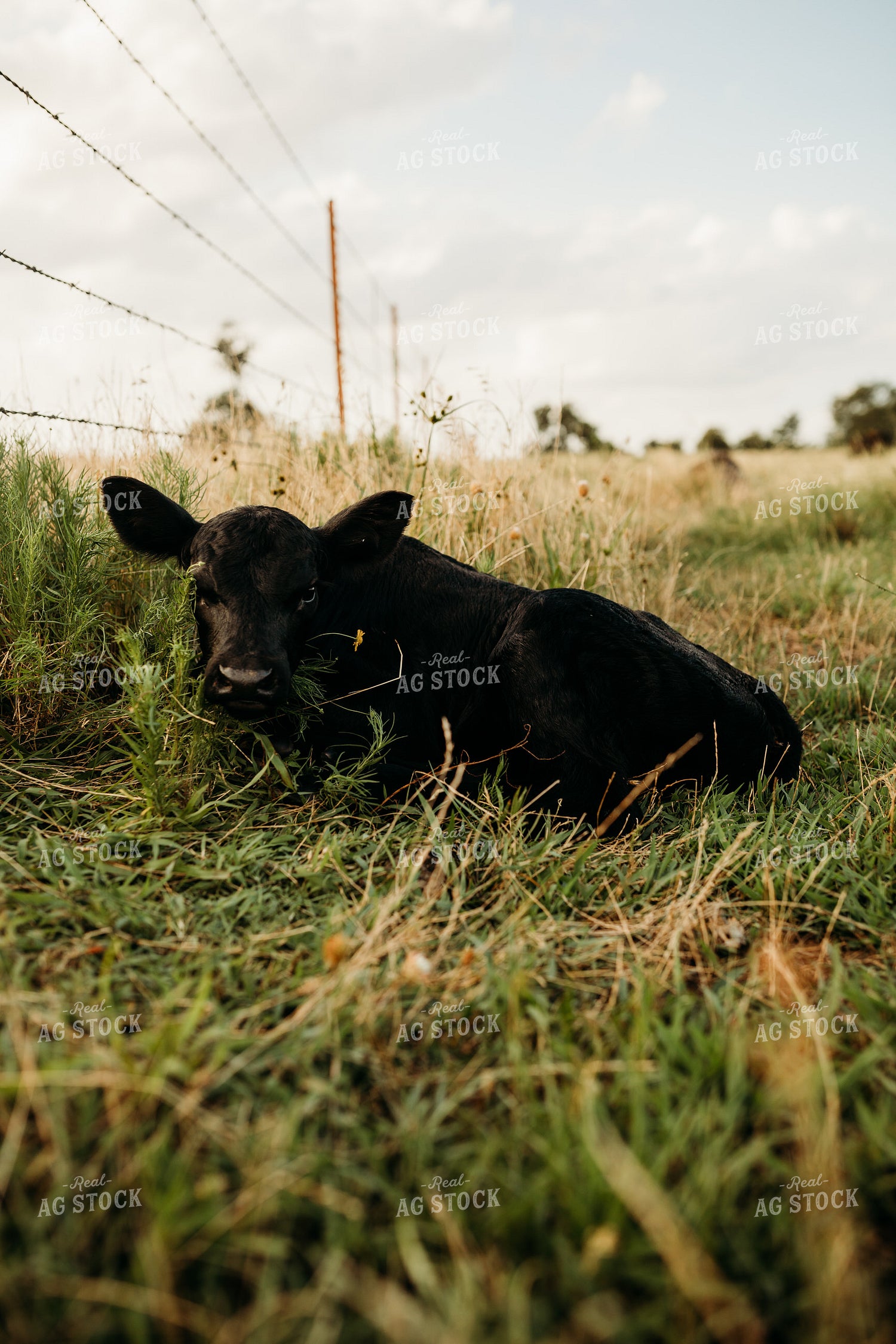 Angus Calf 203055