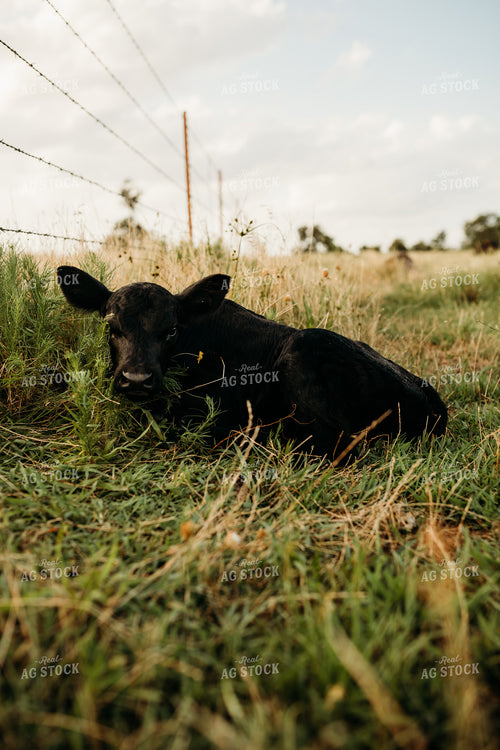 Angus Calf 203055