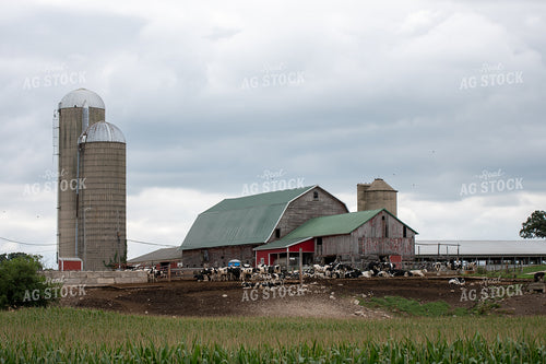 Dairy Farm 50409