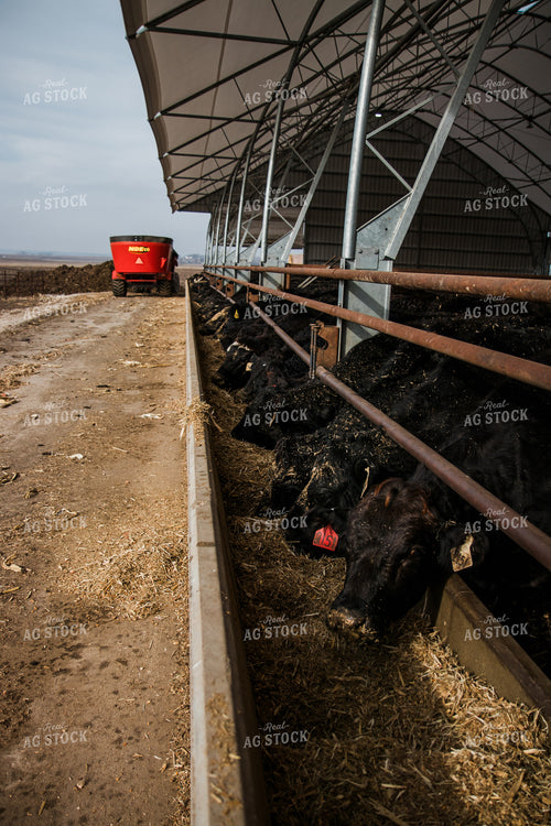 Feeding Cattle 67622