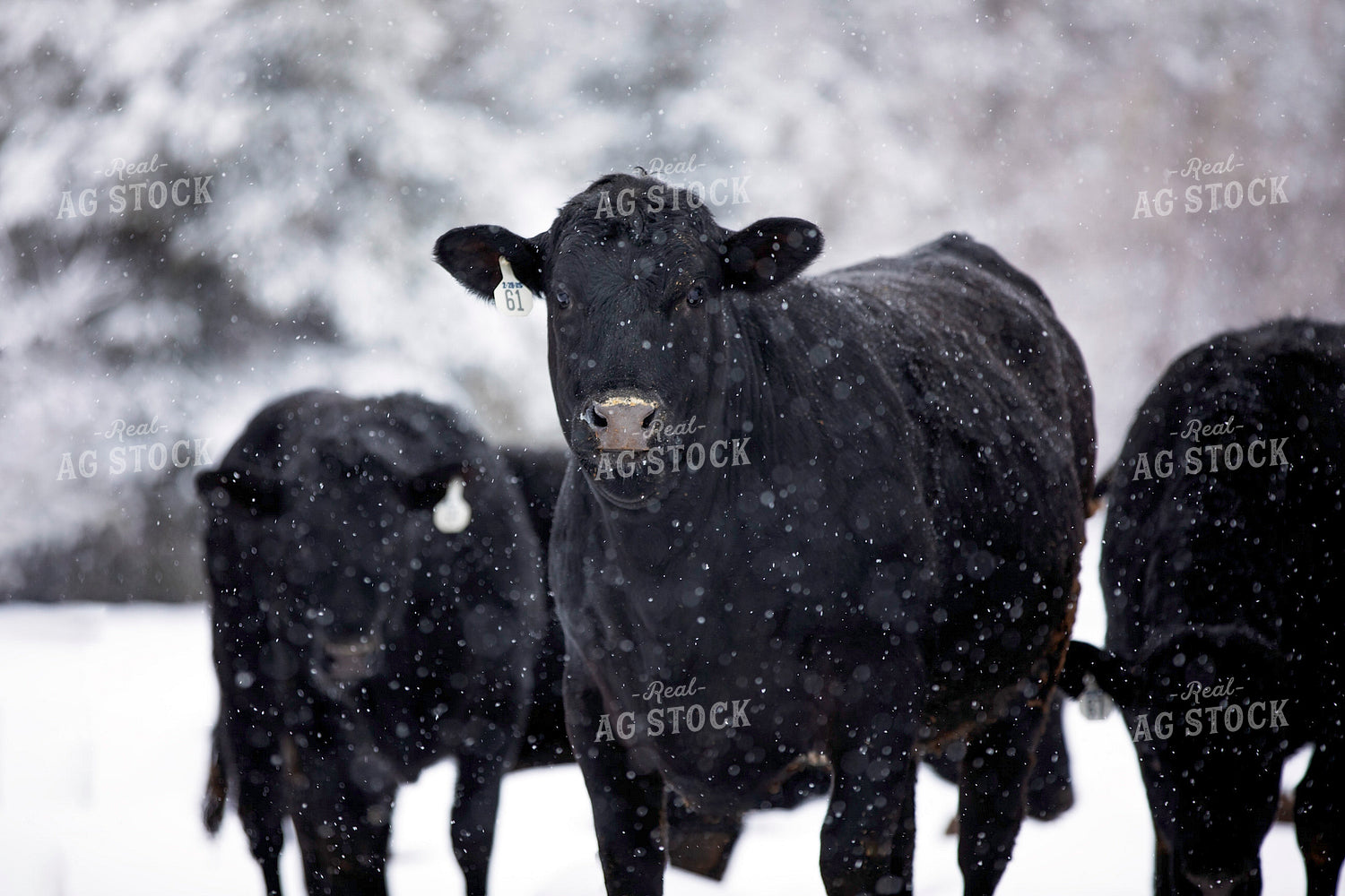 Black Angus Cattle in Snow 55410