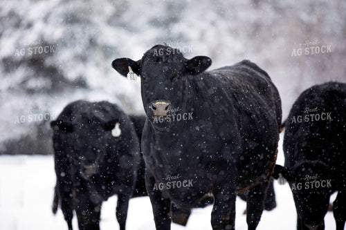 Black Angus Cattle in Snow 55410