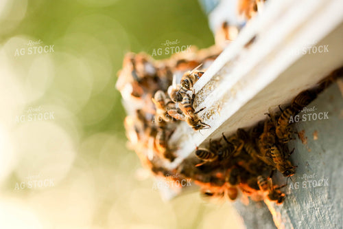 Bees 161003