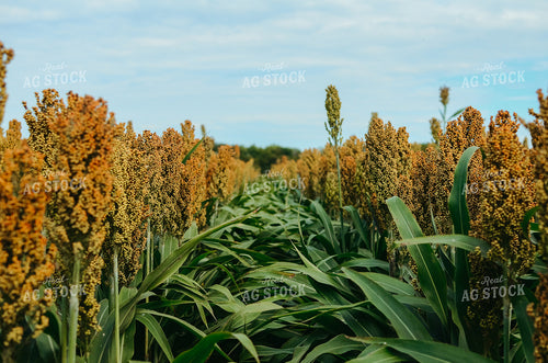 Sorghum Field 125017