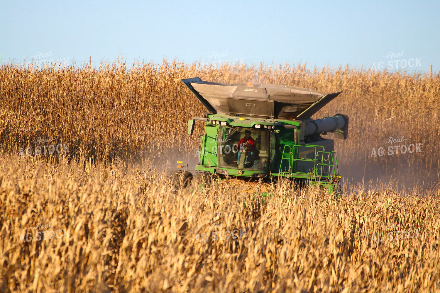 Corn Harvest 82342