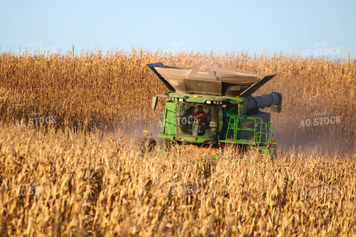 Corn Harvest 82342