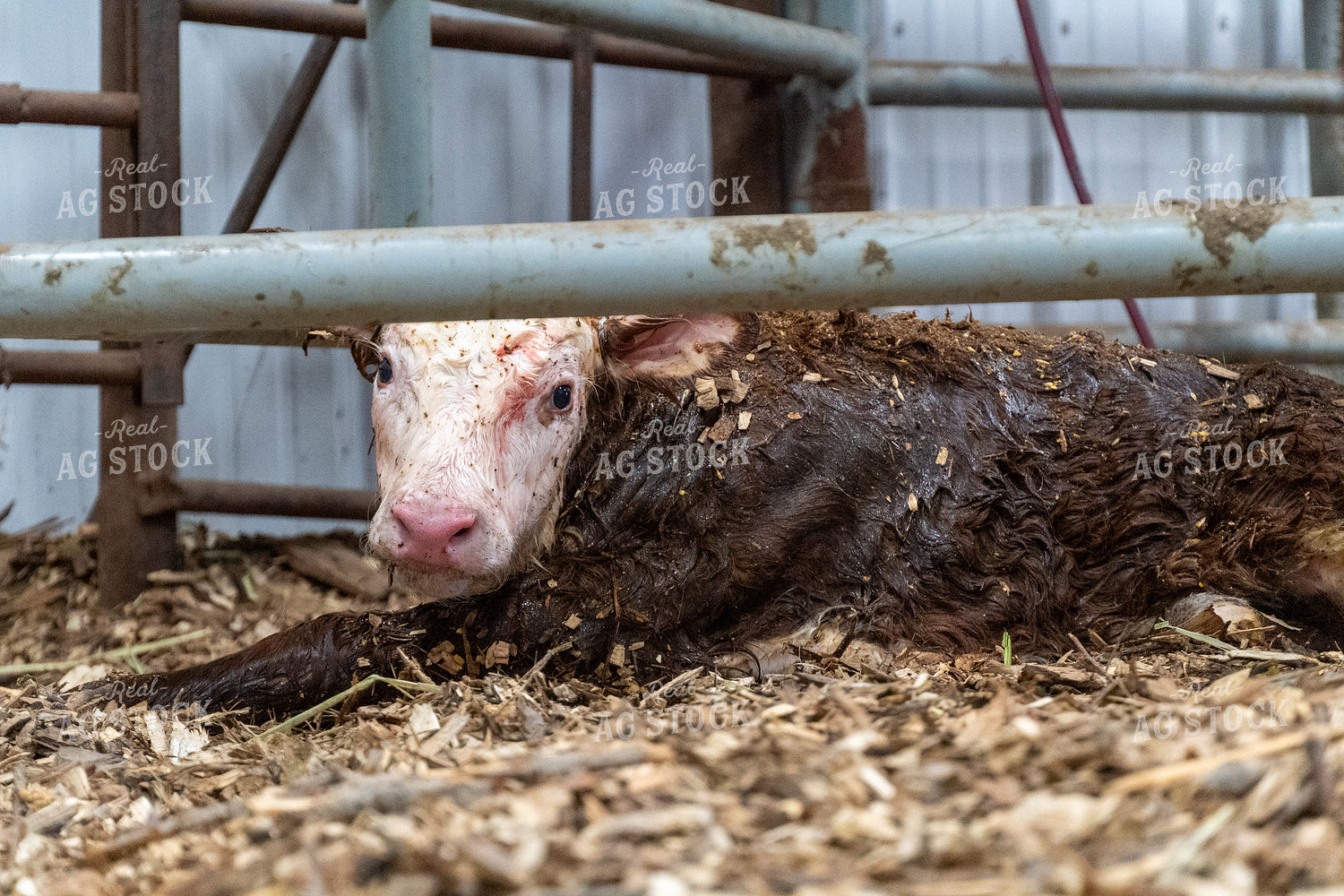 New Calf 65600