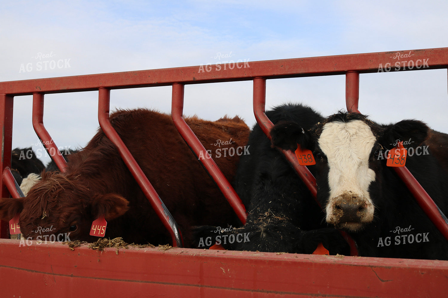 Angus Cattle in Pen 82175