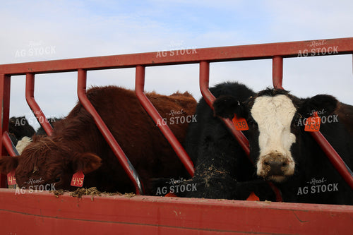 Angus Cattle in Pen 82175